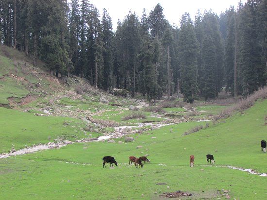 Manali Picnic Spot and Camps